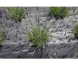 Alle Netze & Abdeckplane Anti-Worteldoek + Grondpennen - 3m x 10m - 100g/m2 - Zwart